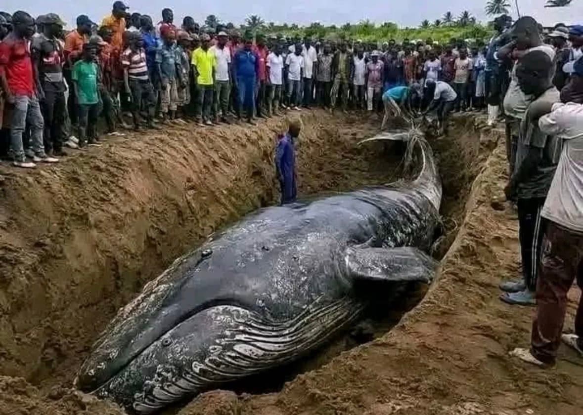 RDC : LA BALEINE ÉCHOUÉE À MUANDA SERA EXHUMÉE POUR DES ÉTUDES SCIENTIFIQUES